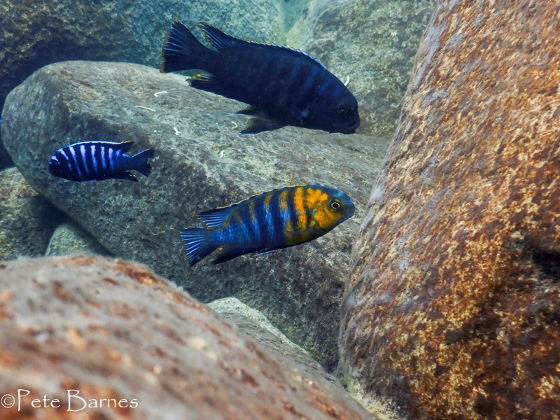 Tropheops sp. 'red cheek' Maingano Island